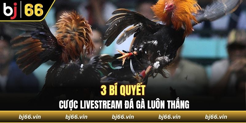 3 bí quyết cược livestream đá gà luôn thắng