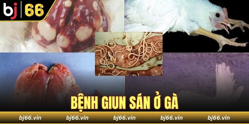 Bệnh giun sán ở gà