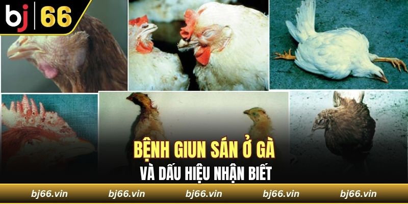 Bệnh giun sán ở gà và dấu hiệu nhận biết