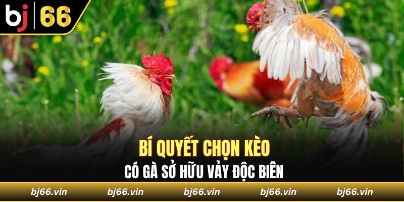 Bí quyết chọn kèo có gà sở hữu vảy độc biên