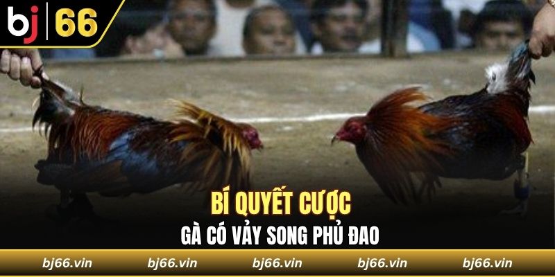 Bí quyết cược gà có vảy song phủ đao