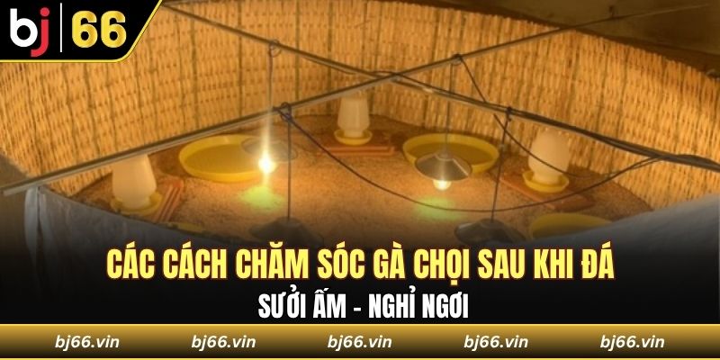 Các cách chăm sóc gà chọi sau khi đá 