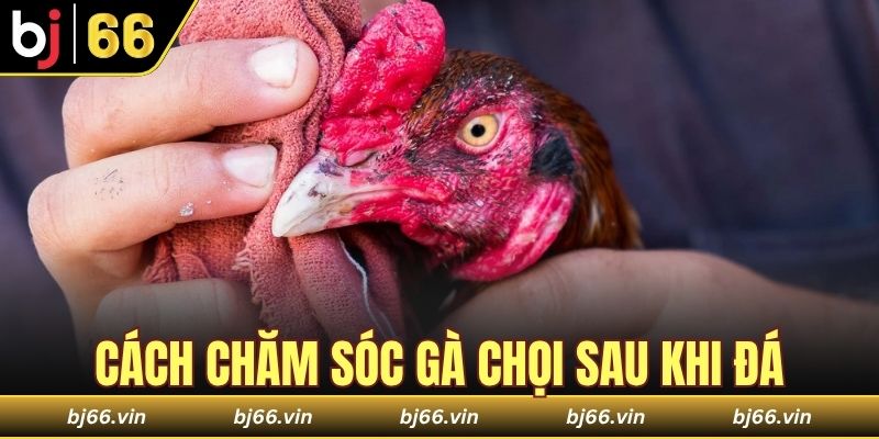 Cách chăm sóc gà chọi sau khi đá