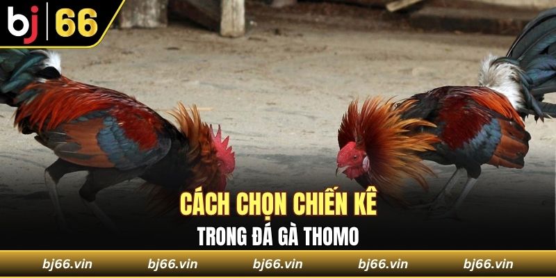 Cách chọn chiến kê mạnh trong đá gà Thomo 