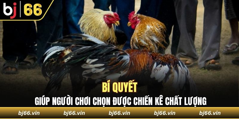 Chia sẻ bí quyết giúp người chơi chọn được chiến kê chất lượng