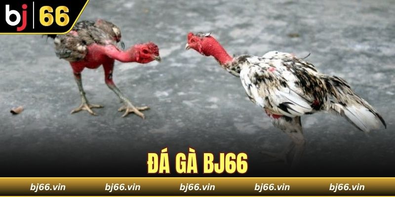 đá gà Bj66