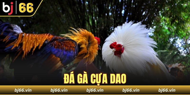 đá gà cựa dao
