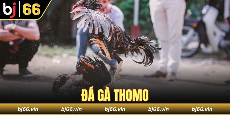 Đá gà Thomo