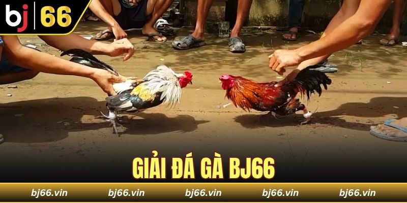 Giải đá gà Bj66