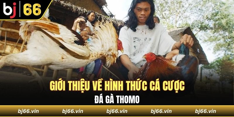 Giới thiệu về hình thức cá cược đá gà Thomo