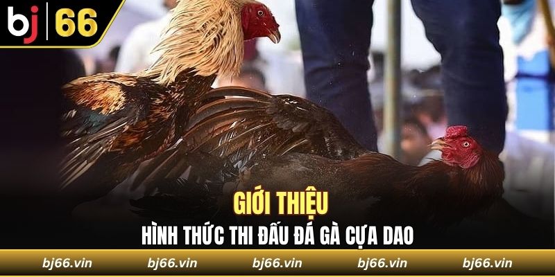 Giới thiệu về hình thức thi đấu đá gà cựa dao 