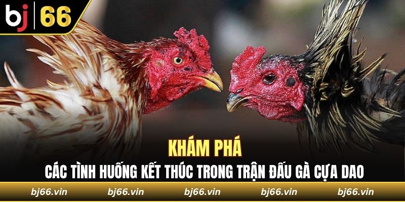 Khám phá về các tình huống kết thúc trong trận đấu gà cựa dao