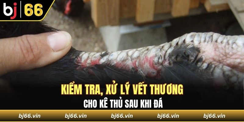 Kiểm tra, xử lý vết thương cho kê thủ sau khi đá 