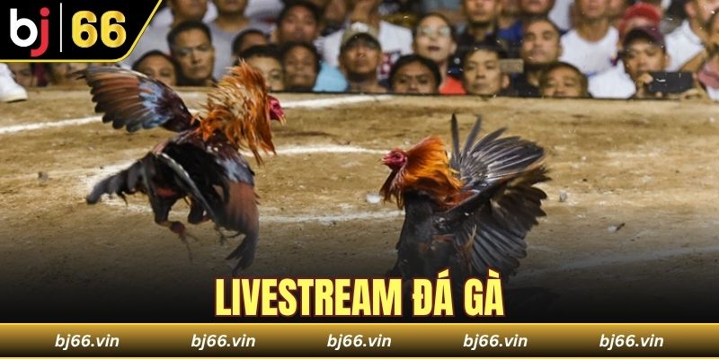 livestream đá gà