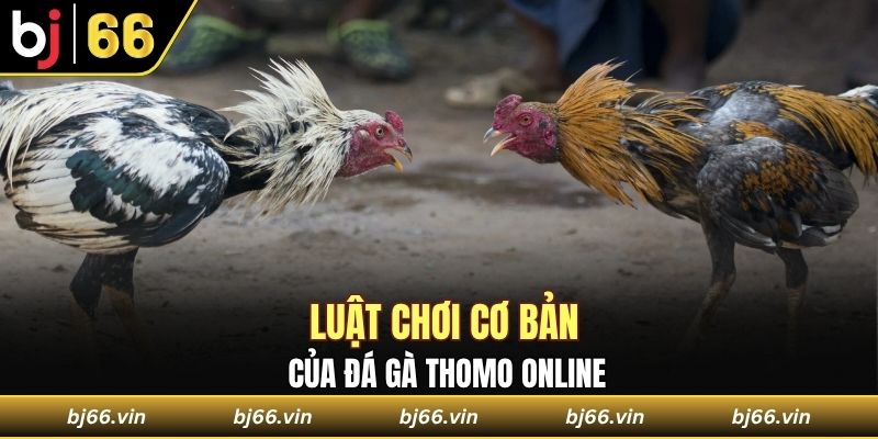 Luật chơi cơ bản của một trận đá gà online