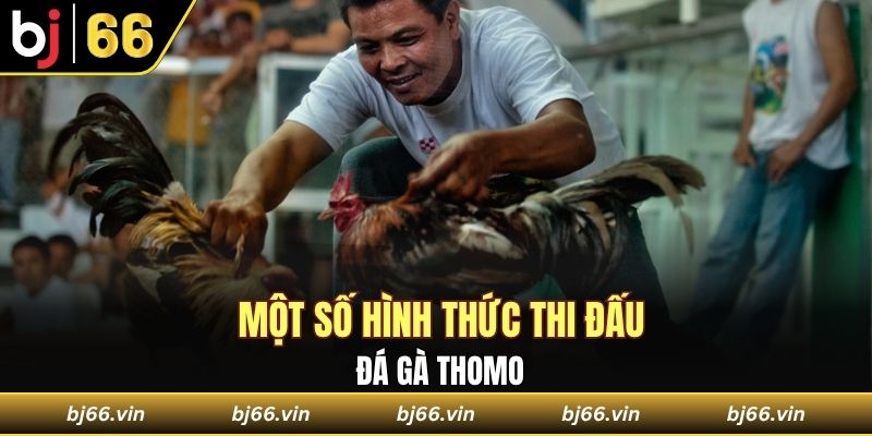 Một số hình thức thi đấu đá gà Thomo 