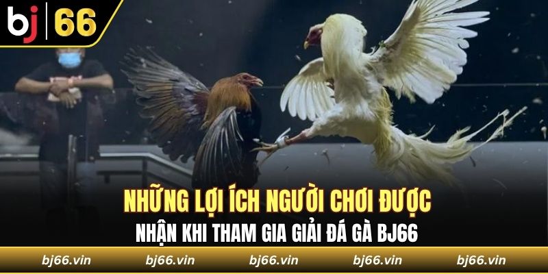 Những ưu điểm của giải đá gà Bj66 thu hút người chơi
