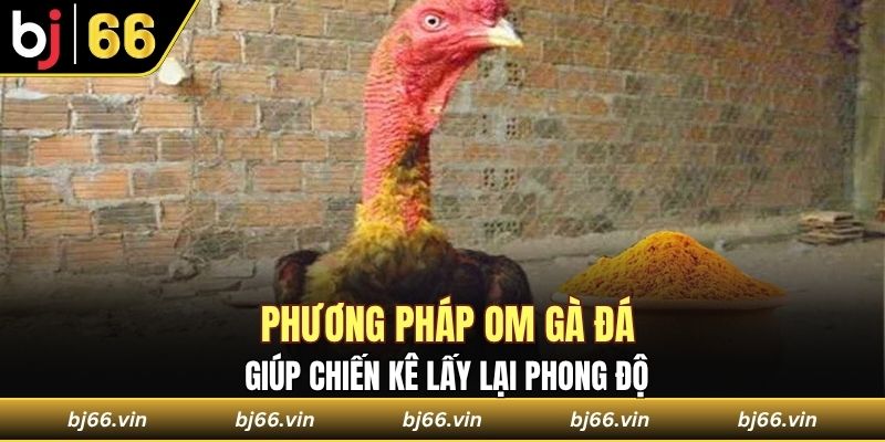 Phương pháp om gà đá giúp gà lấy lại phong độ 