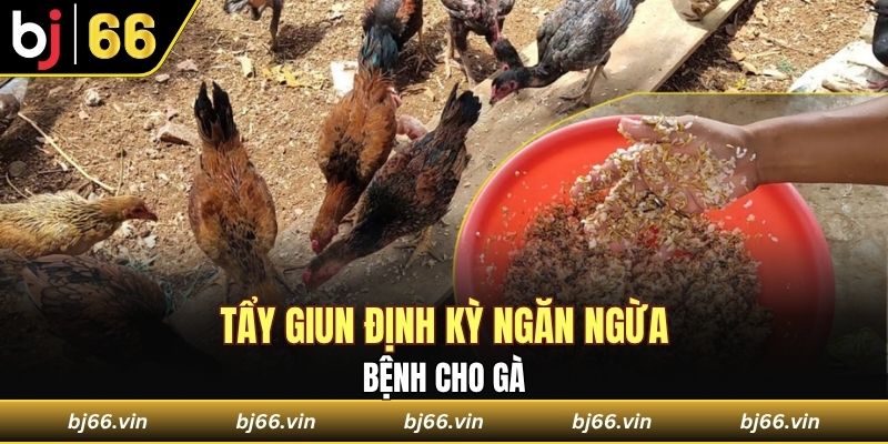 Tẩy giun định kỳ ngăn ngừa bệnh ký sinh trùng cho gà 