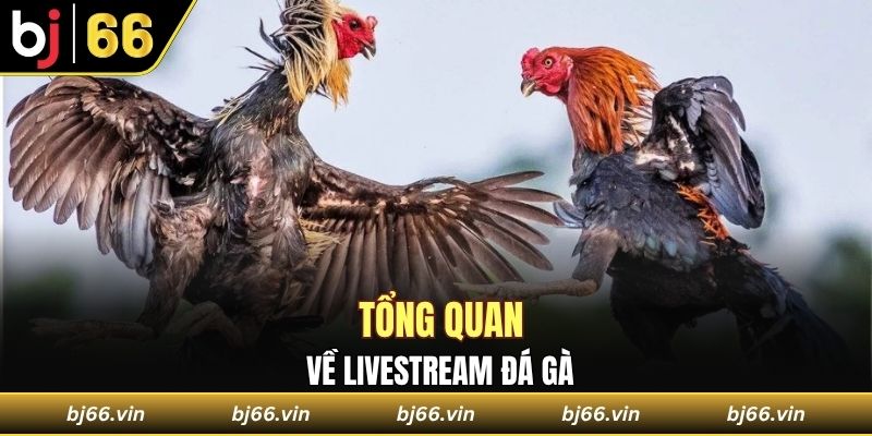 Tổng quan về livestream đá gà